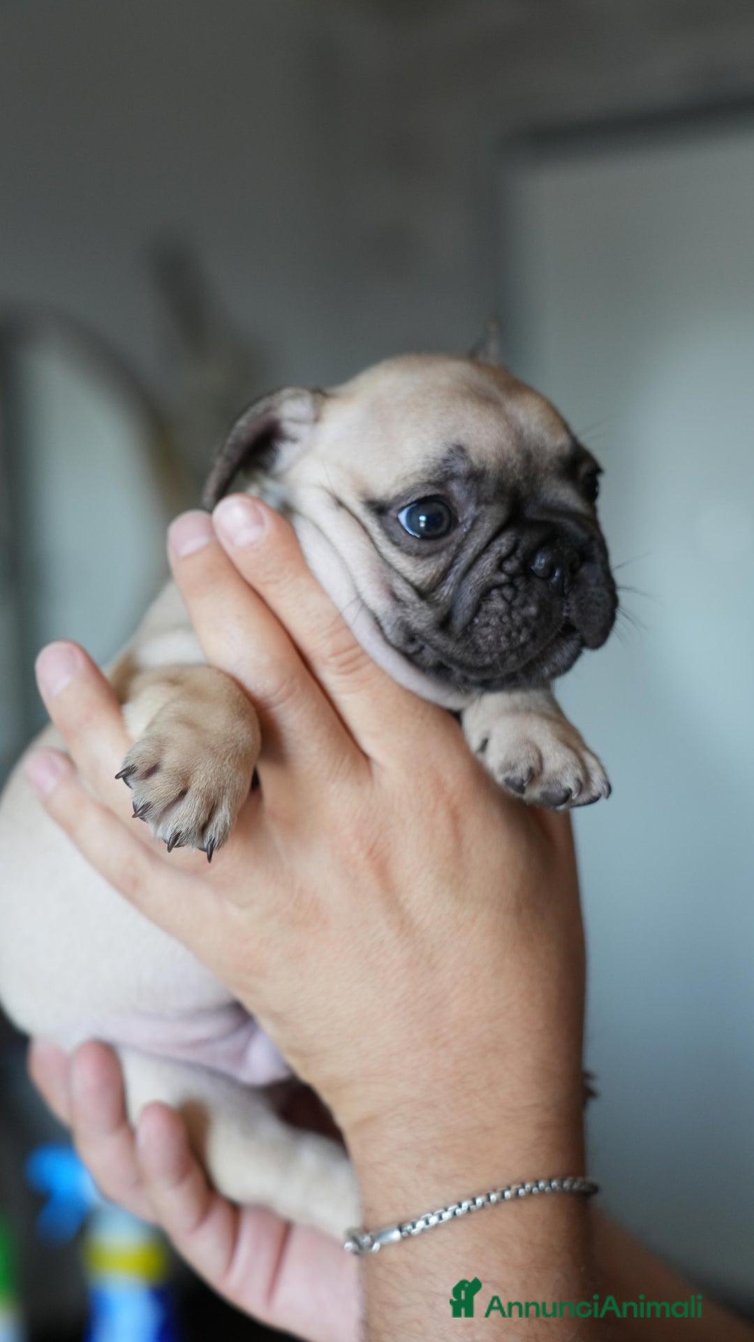 Bulldog Francese cani in vendita: Bulldog francese  a Provincia di Ascoli Piceno - Immagine 6