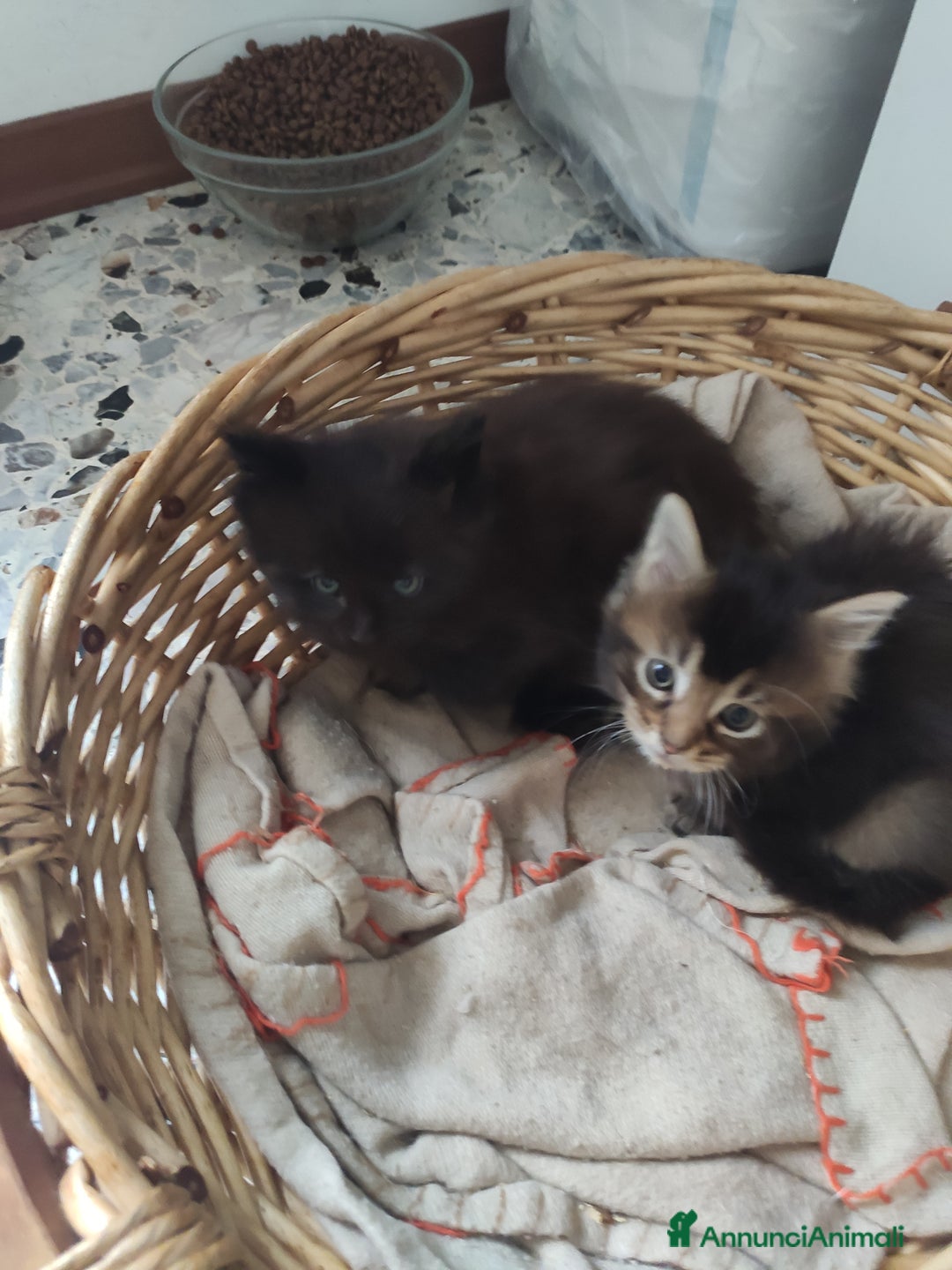 Maine Coon gatti in vendita: Coppia di Maine coon  - Annuncio 3