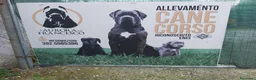 Cane Corso cani in vendita: Cuccioli Cane Corso nati il12 02 26 a Provincia di Massa e Carrara - Annuncio 1