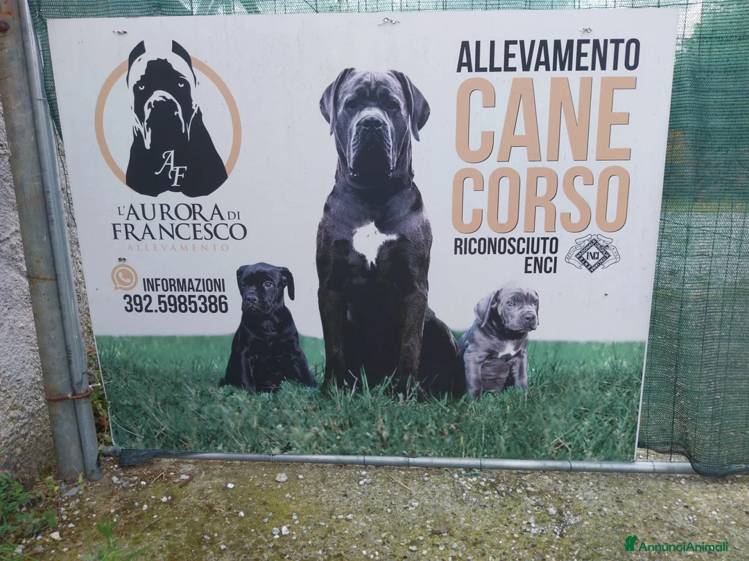 Cane Corso cani in vendita: Cuccioli Cane Corso nati il12 02 26 a Provincia di Massa e Carrara - Annuncio 1