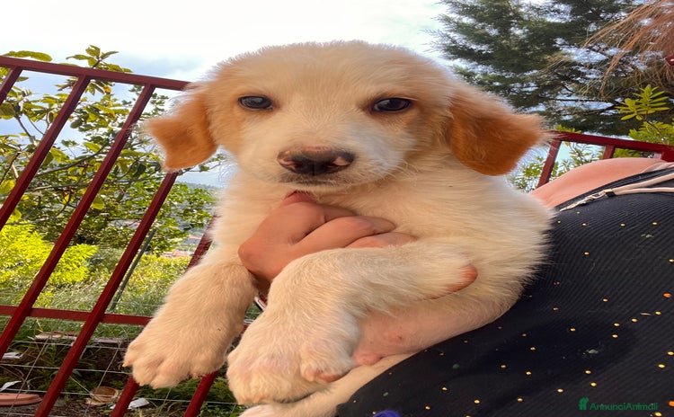Meticcio cani a Provincia di Salerno - Annuncio 10