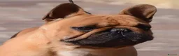 Bulldog Francese cani in vendita: Cuccioli di Bulldog Francese - Annuncio 4