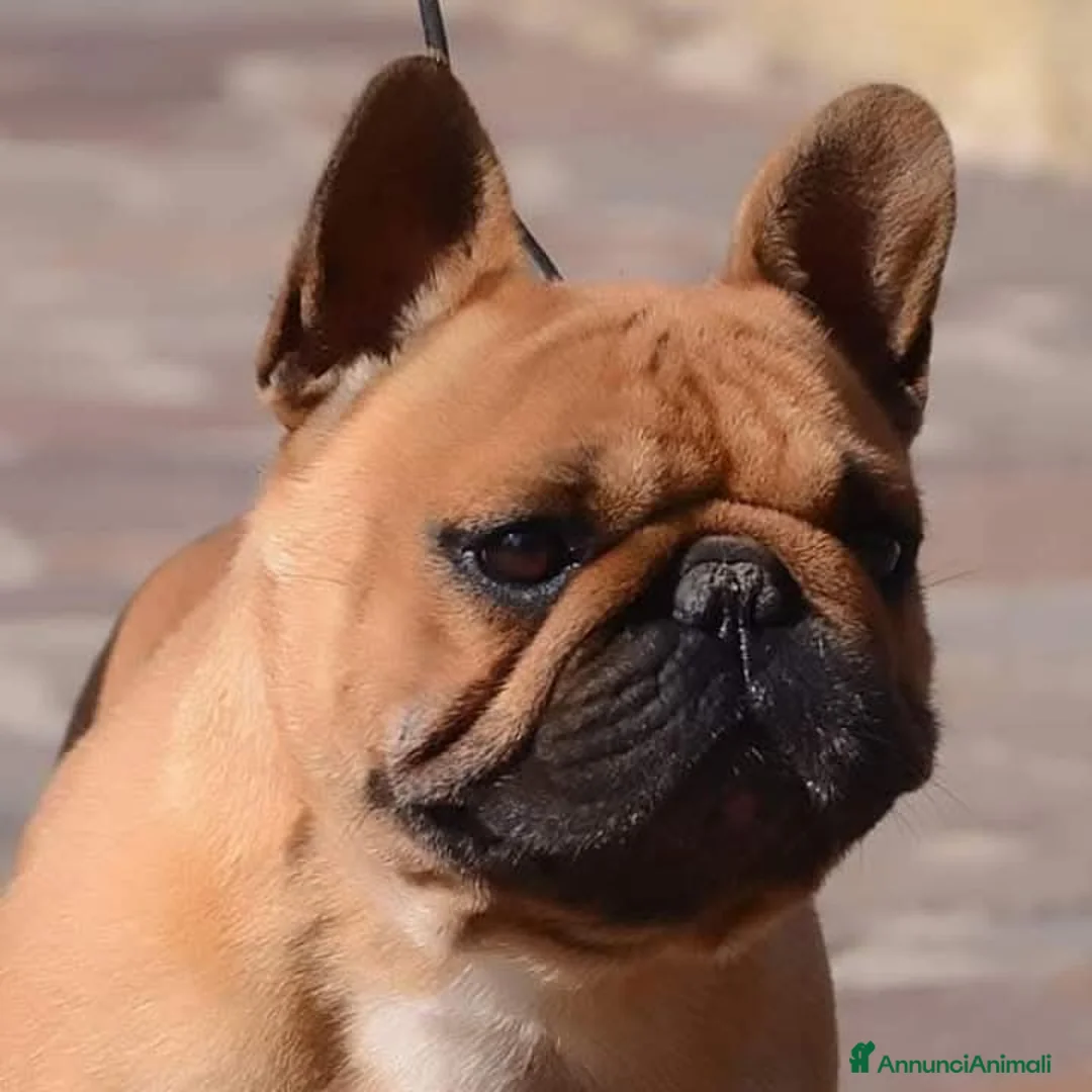 Bulldog Francese cani in vendita: Cuccioli di Bulldog Francese - Annuncio 4
