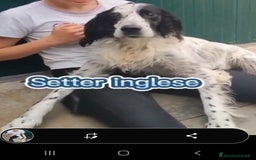 Setter Inglese cani in regalo: Setter 9anni ipovedente in rifugio da mesi.BRESCIA a Città metropolitana di Milano - Immagine 2