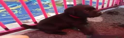 Labrador cani in vendita: Labrador Retriever  a Provincia di Ferrara - Annuncio 6