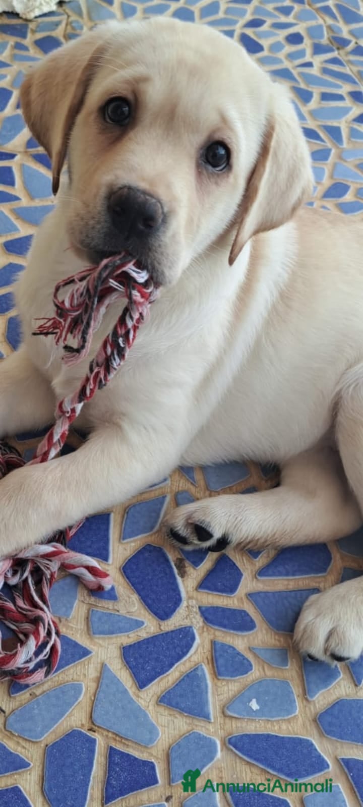 Labrador cani Labrador  - Annuncio 1