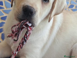 Labrador cani Labrador - Annuncio 1