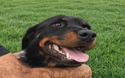 Rottweiler cani in regalo: AMBETA, una rottweiler per amica a Provincia di Latina - Immagine 6