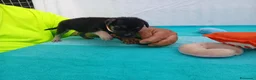 Meticcio cani in regalo: Cuccioli mix Pastore Tedesco, neanche 2 mesi  - Annuncio 15