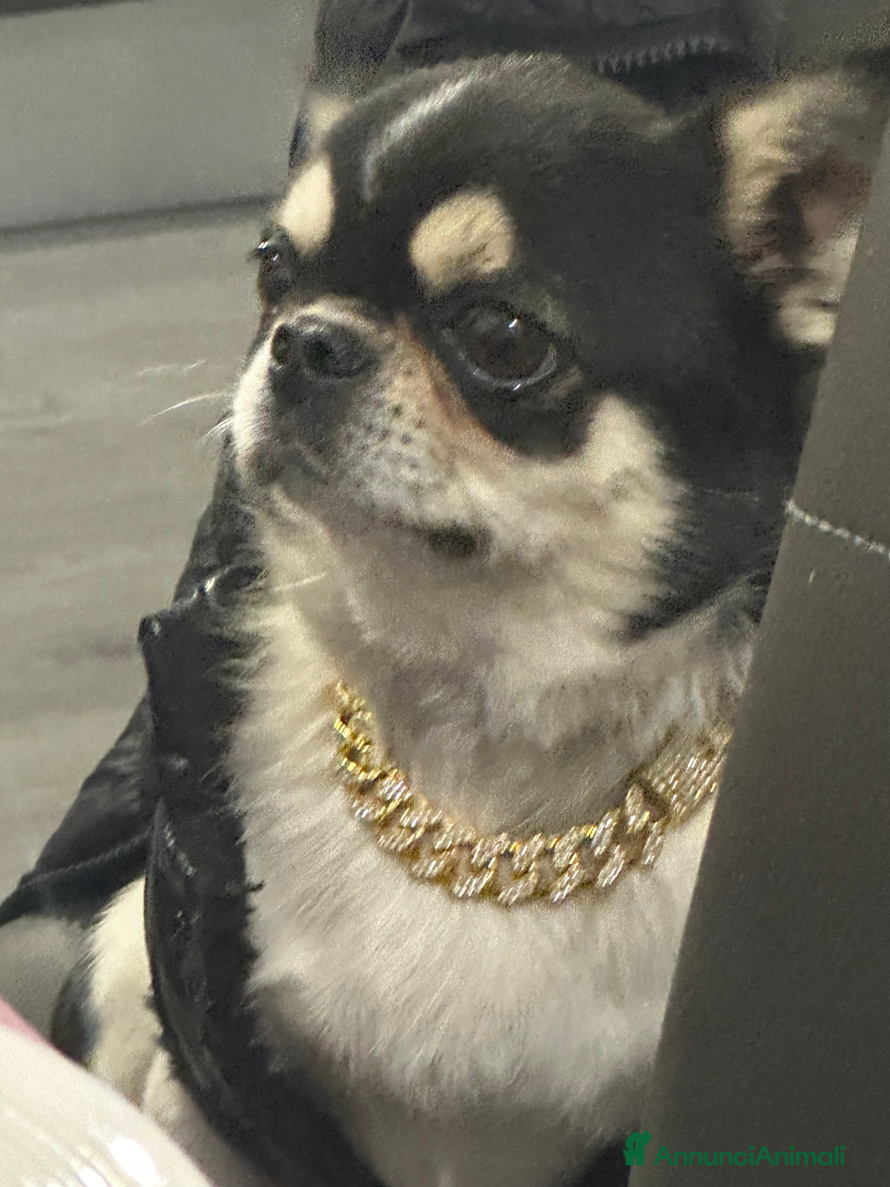 Chihuahua cani per accoppiamento: chihuahua per monta - Annuncio 1