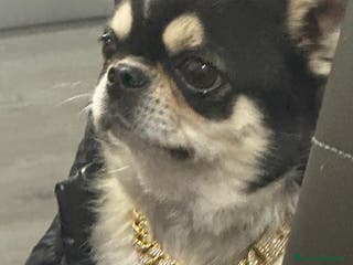 Chihuahua cani per accoppiamento: chihuahua per monta - Annuncio 1