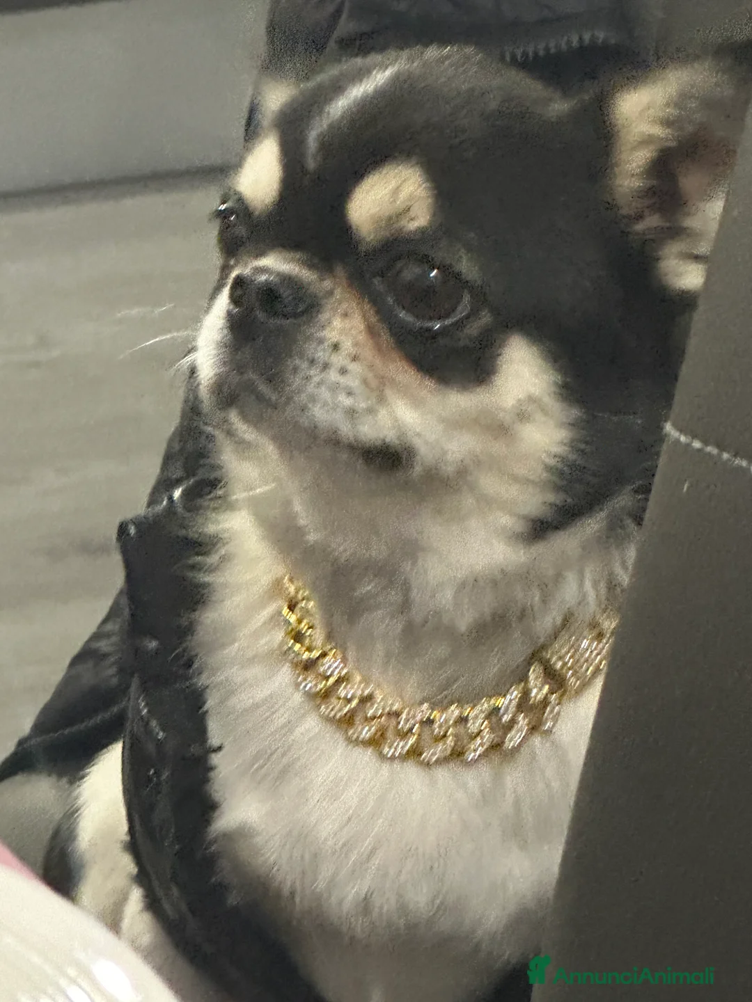 Chihuahua cani per accoppiamento: chihuahua per monta - Annuncio 1