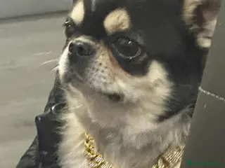 Chihuahua cani chihuahua per monta - Annuncio 5