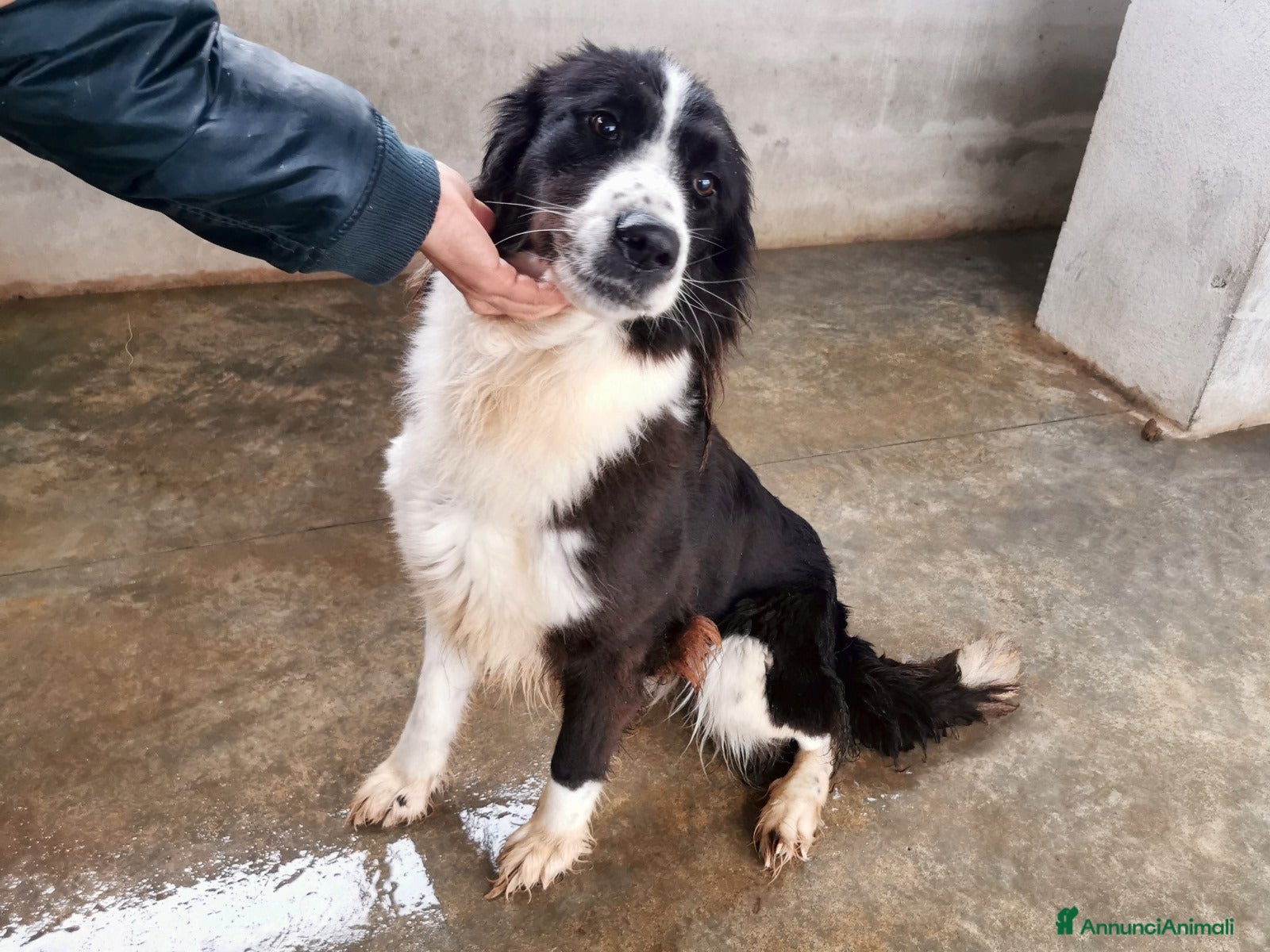 Bearded Collie cani Dolcissimo black and white a Provincia di Viterbo - Annuncio 1