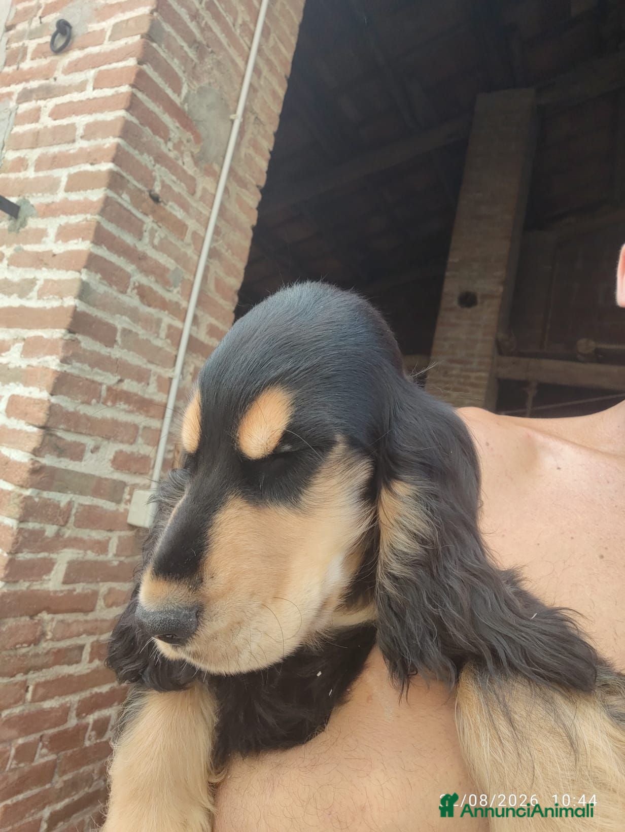 Cocker cani Cuccioli cocker  - Annuncio 2