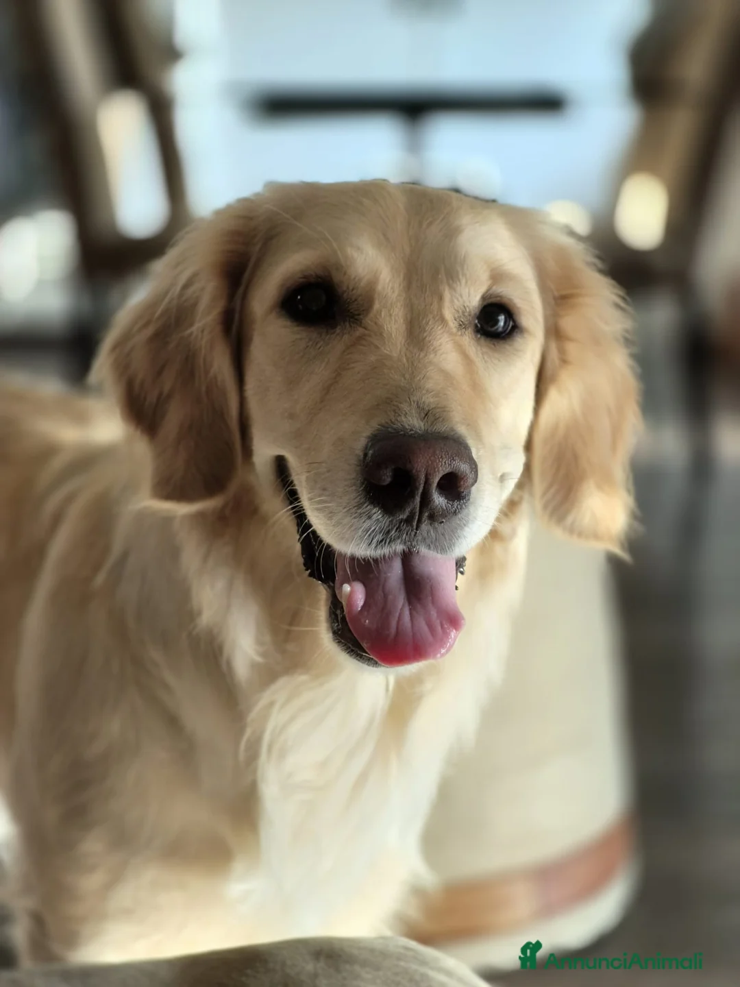 Golden Retriever cani in vendita: Cuccioli di Golden Retriever Roma - Annuncio 2