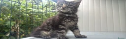 Maine Coon gatti in vendita: Cucciolo di maine coon dolcissimo  - Annuncio 8