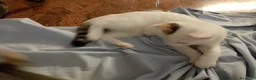 Meticcio gatti in regalo: Gattini  - Annuncio 12