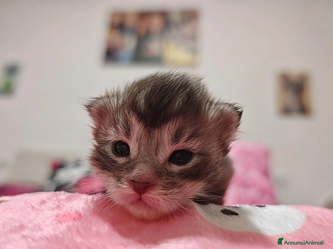 Maine Coon gatti in vendita: Maine coon  - Annuncio 4