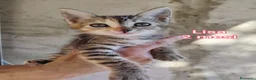 Altre razze gatti in regalo: MICINI, URGENTE: TEMPO SCADUTO  a Provincia di Arezzo - Annuncio 11