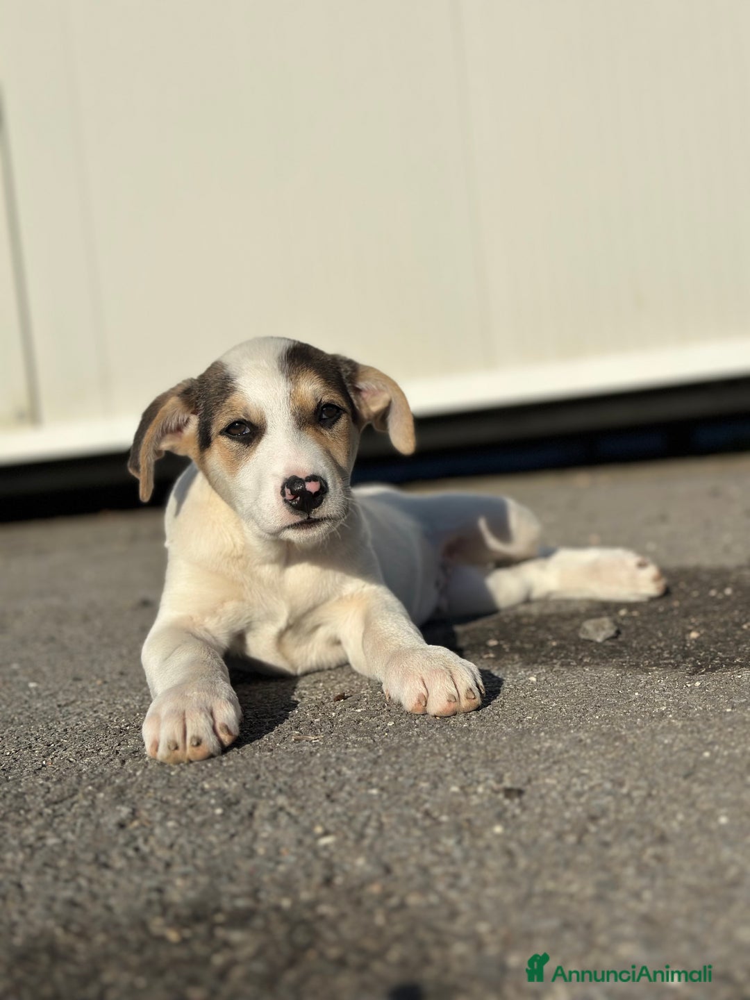 Meticcio cani in regalo: LIAM CERCA ADOZIONE - Annuncio 4