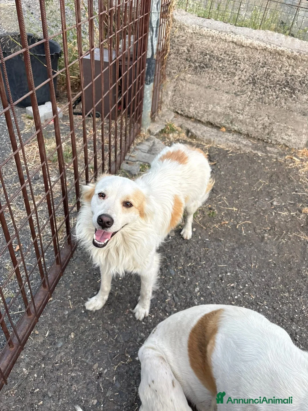 Border Collie cani in regalo: Simba, cerca casa💙 - Annuncio 2