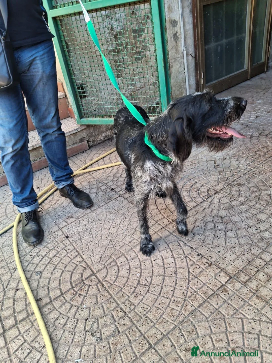Drahthaar cani in regalo: Fabiana: dolcissima giovane Drahthaar - Annuncio 2