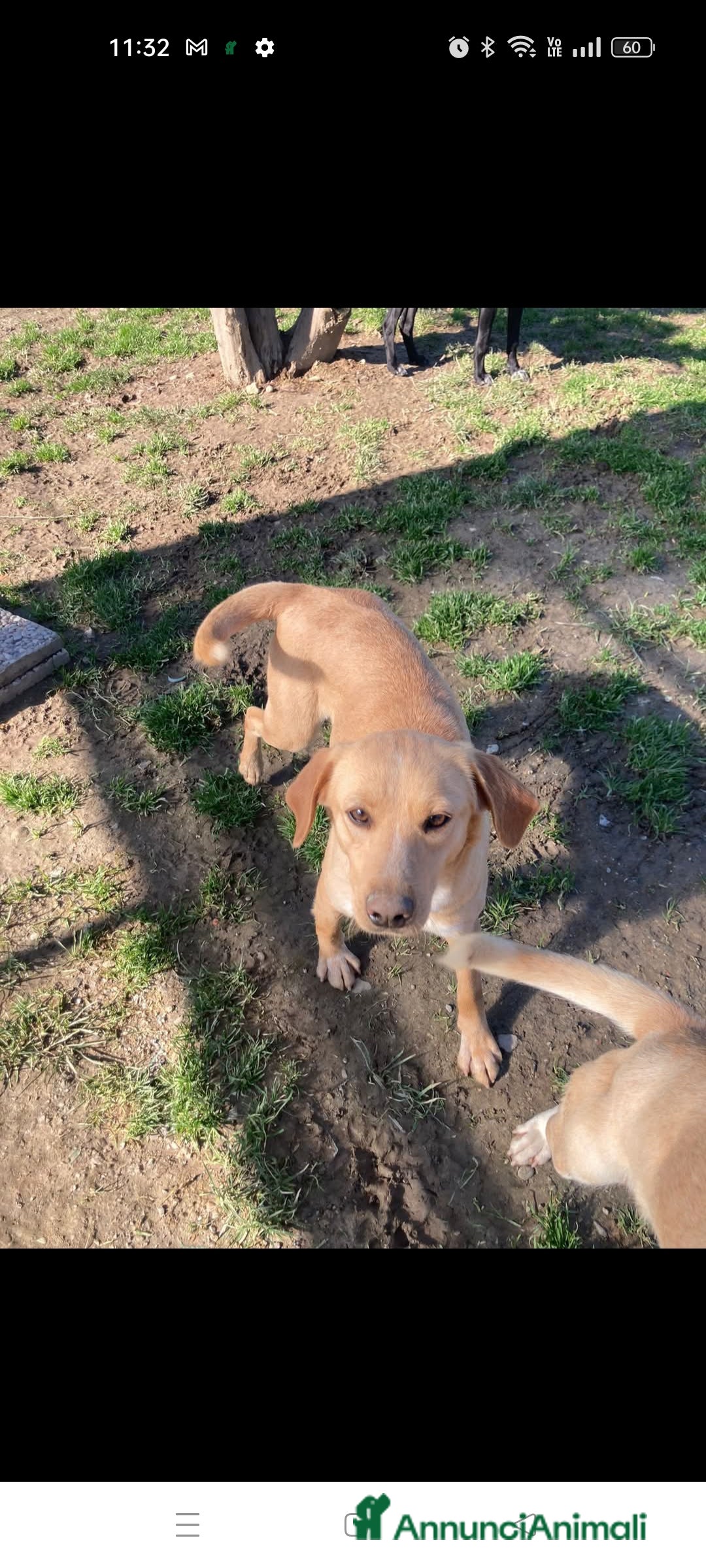 Meticcio cani in regalo: Malva  a Provincia di Lecco - Immagine 2