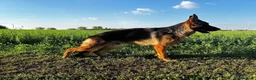 Pastore Tedesco cani in vendita: Pastore tedesco  - Annuncio 1