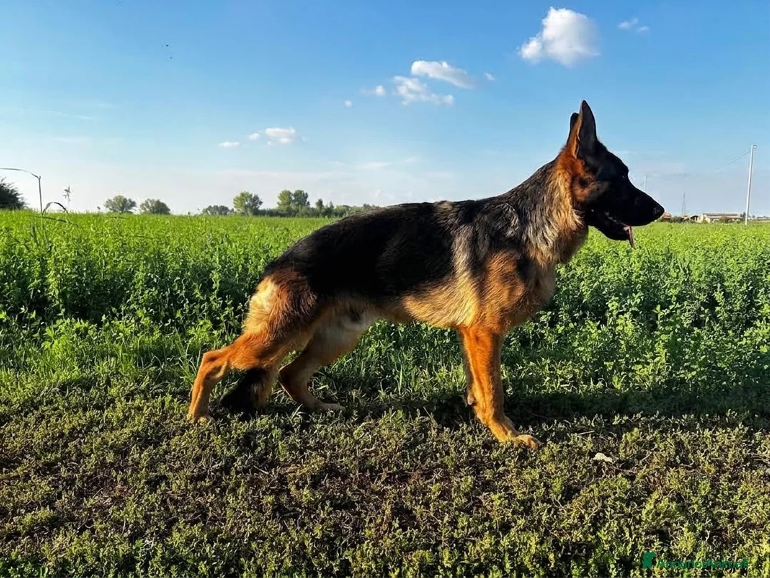 Pastore Tedesco cani in vendita: Pastore tedesco  - Annuncio 1