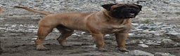 Bullmastiff cani per accoppiamento: Stallone disponibile - Annuncio 3