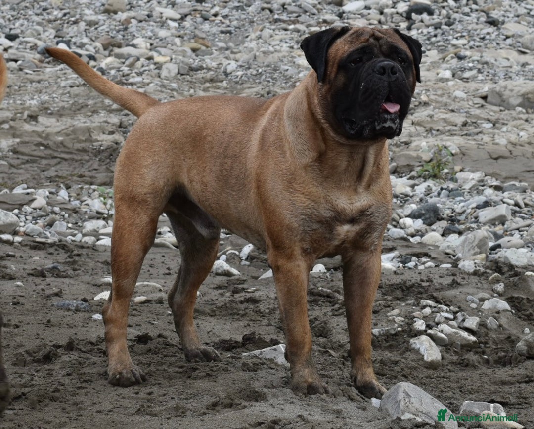 Bullmastiff cani per accoppiamento: Stallone disponibile - Annuncio 3