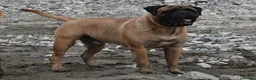 Bullmastiff cani per accoppiamento: Stallone disponibile - Annuncio 3