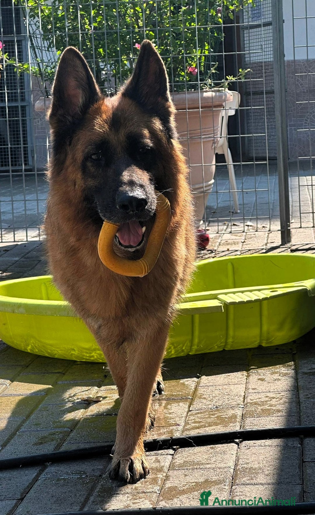 Pastore Tedesco cani in regalo: IBRA PASTORE TEDESCO - Annuncio 2