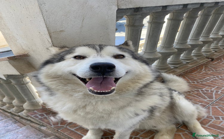 Husky cani - Annuncio 2