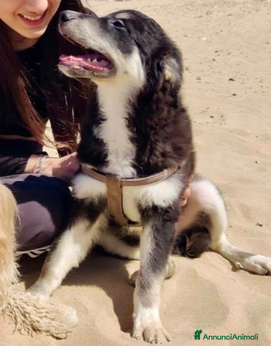 Meticcio cani in regalo: Kaos 7/8mesi tg medio grande SOS PUGLIA - Annuncio 3