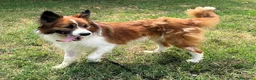 Meticcio cani in regalo: CHARLIE BORDER COLLIE - Annuncio 9