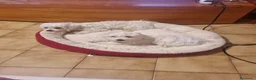 Maltese cani in vendita: Maltesi  - Annuncio 4