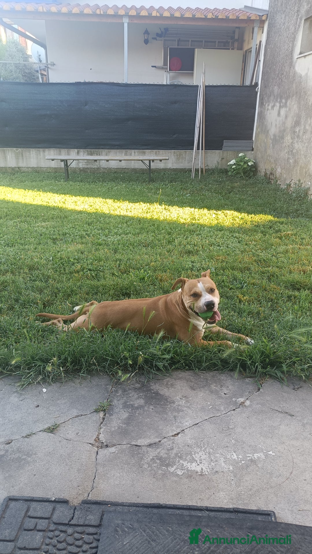 American Staffordshire cani per accoppiamento: Fidanzata per Leo(gratis)  - Annuncio 2