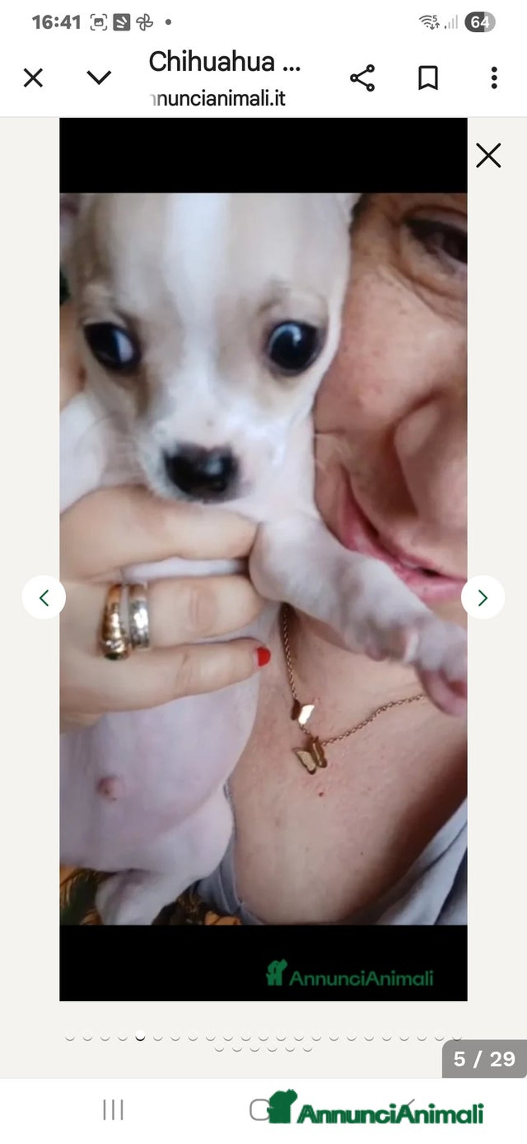 Chihuahua cani in vendita: Cuccioli di Chihuahua - Annuncio 33