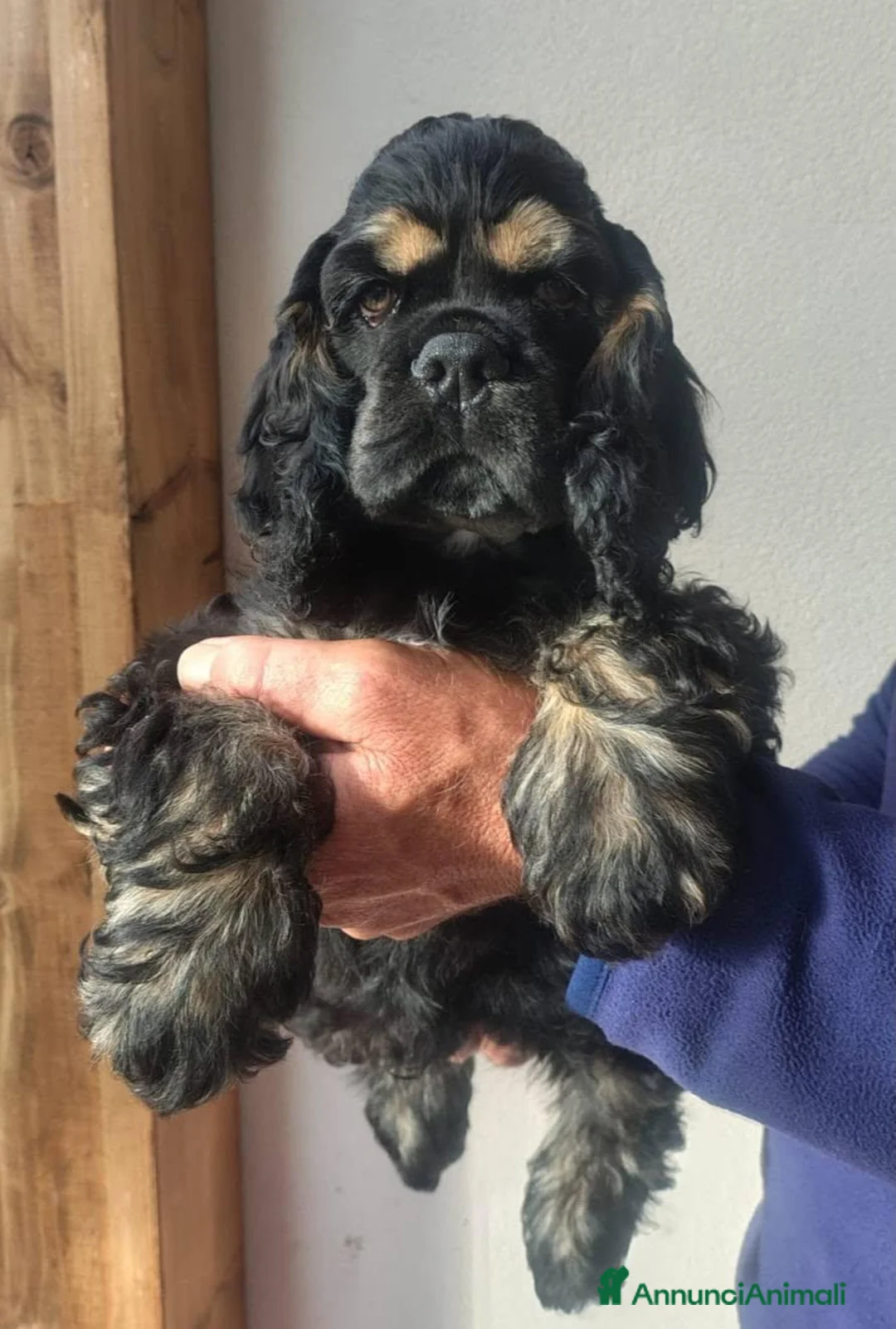 Cocker americano cani in vendita: Cuccioli di Cocker Americano - Annuncio 2