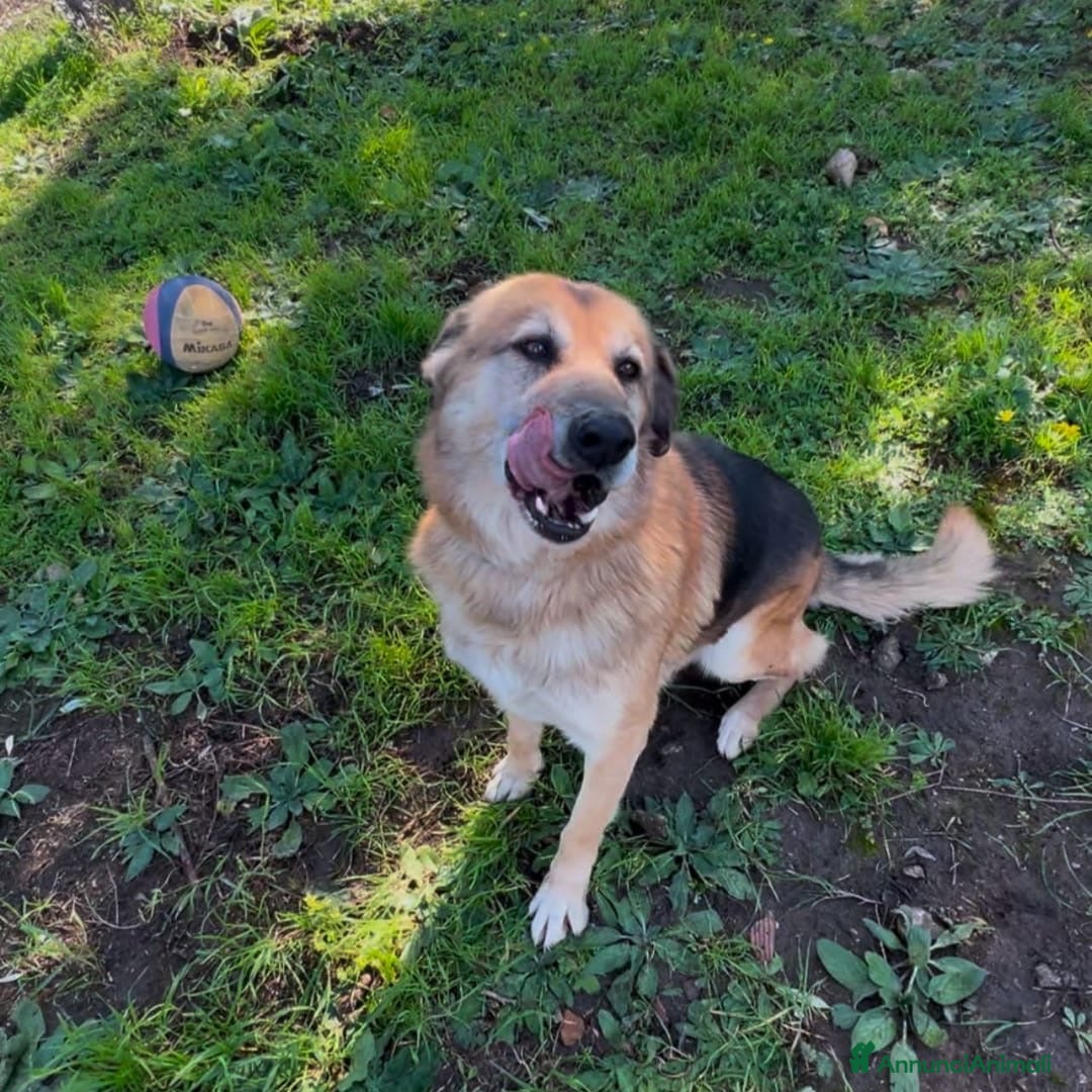 Meticcio cani in regalo: ARGO 💙 - nessuna richiesta per me. Perché? 🥲 - Annuncio 2