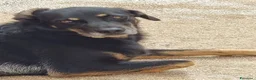 Meticcio cani in regalo: 17 chili, 7 anni, aspetto qualcuno da amare  - Annuncio 8