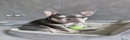 Bulldog Francese cani in vendita: Cuccioli Bulldog Francese (Lilac Tan e Platinum) a Città Metropolitana di Torino - Annuncio 4