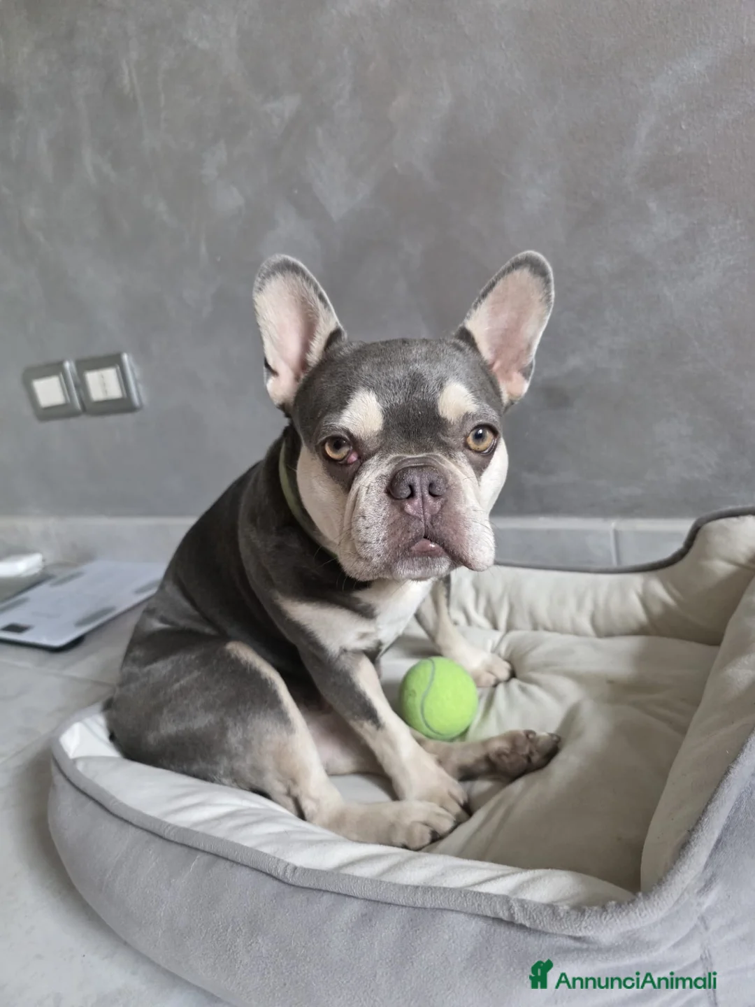 Bulldog Francese cani in vendita: Cuccioli Bulldog Francese (Lilac Tan e Platinum) a Città Metropolitana di Torino - Annuncio 4