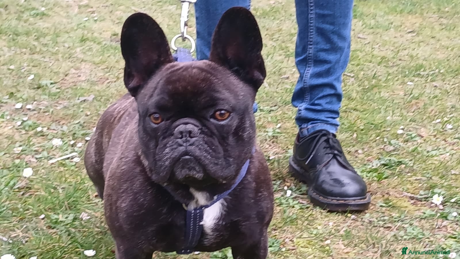 Bulldog Francese cani ETTORE BOULEDOGUE STA CERCANDO LA SUA FAMIGLIA - Annuncio 1