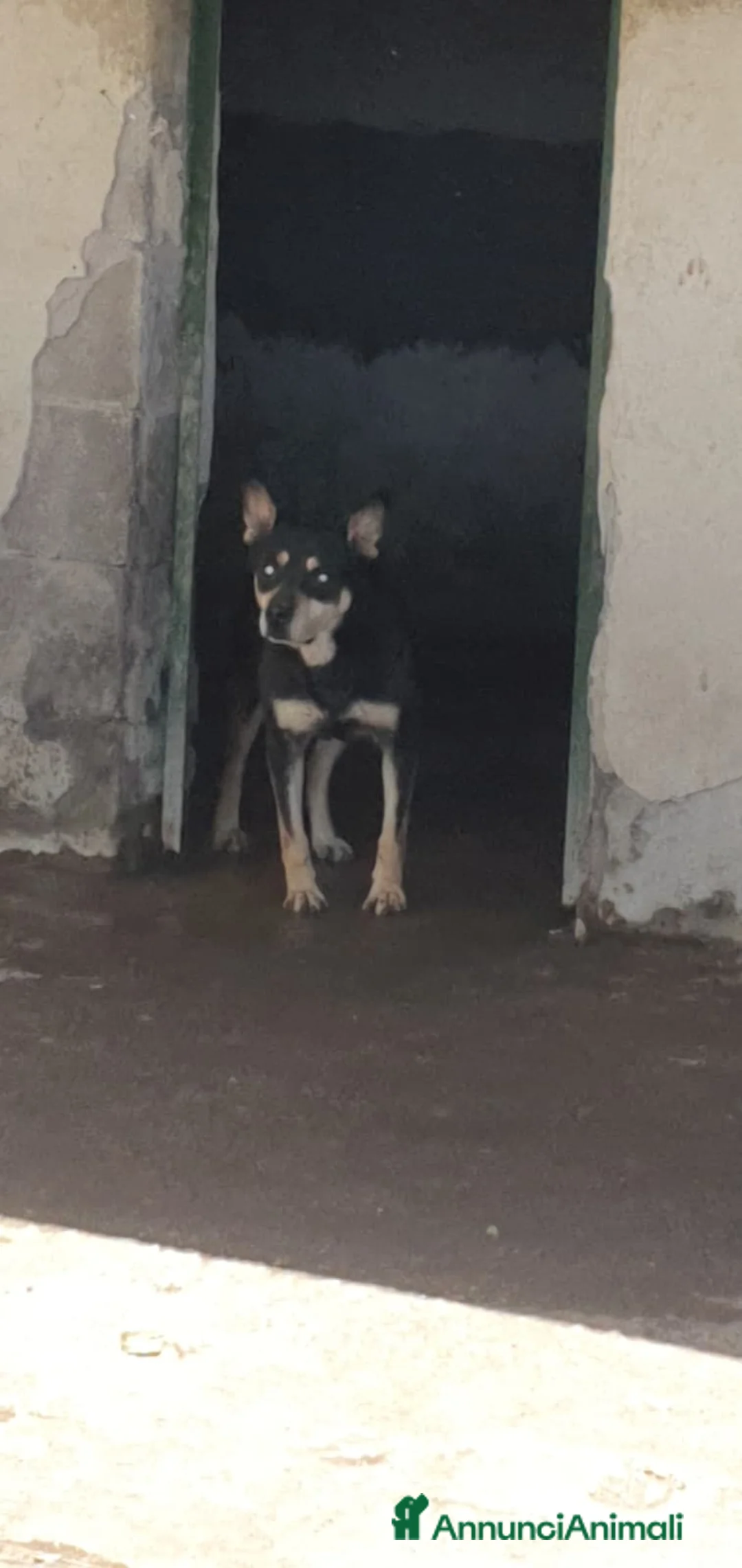 Meticcio cani in regalo: Marley in canile - Annuncio 1