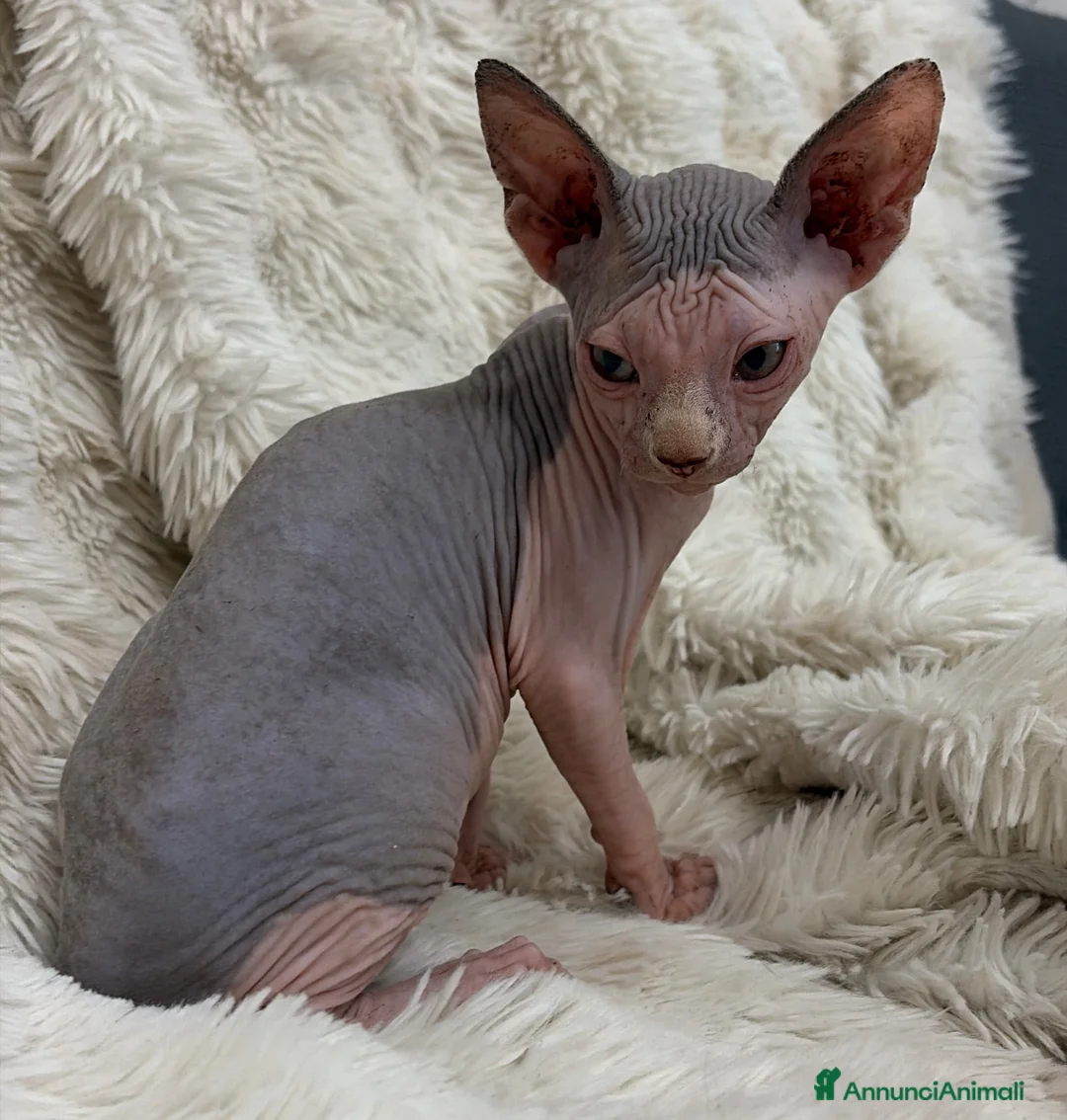 Sphynx gatti in vendita: Sphynx gatto nudo - Annuncio 9