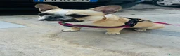 Bulldog Francese cani in vendita: Cuccioli bulldog francese  - Annuncio 18
