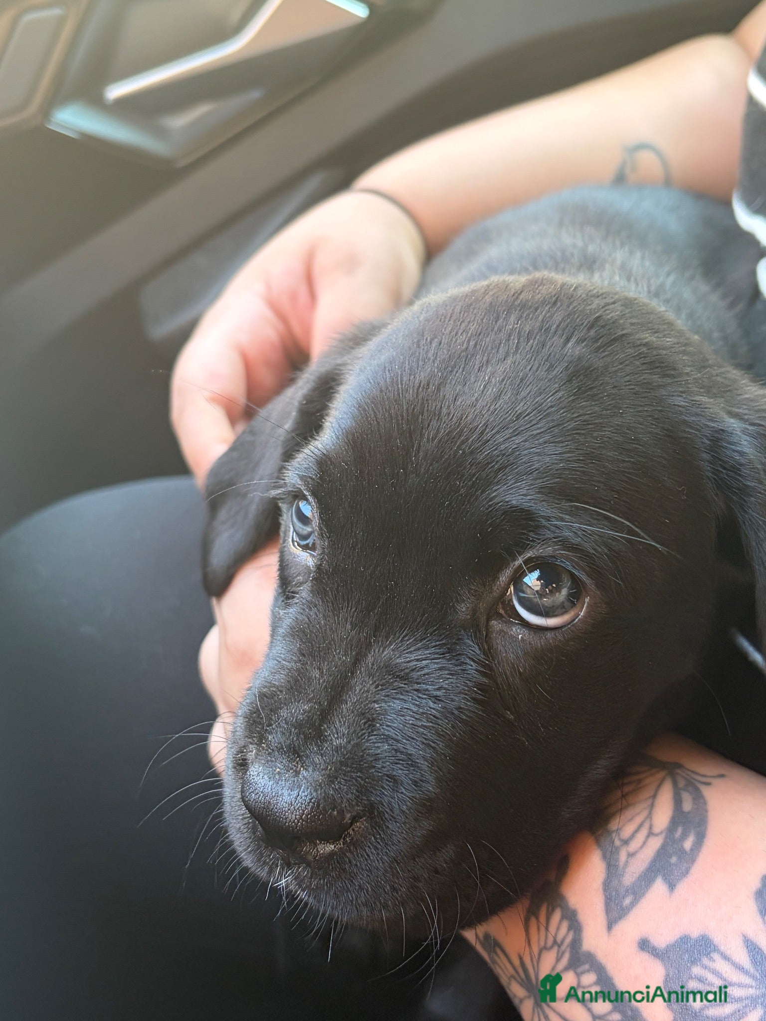 Cane Corso cani cuccioli cane corso femmine 2 mesi  - Annuncio 5